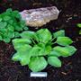 Aureo Nebulosa Hosta with rock